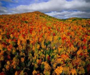 Puzzle Δάσος σε Quebec, Καναδάς
